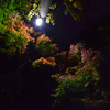 夜の紅葉のライトアップ