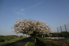 八重桜オールモストで満開