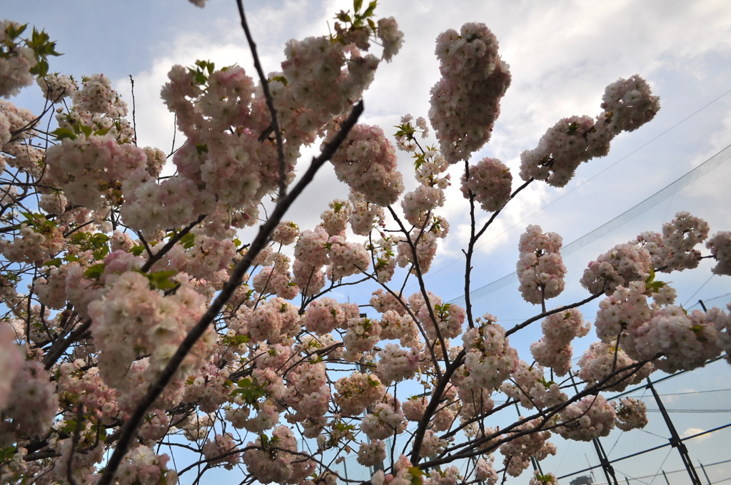 鬱金（うこん）八重桜