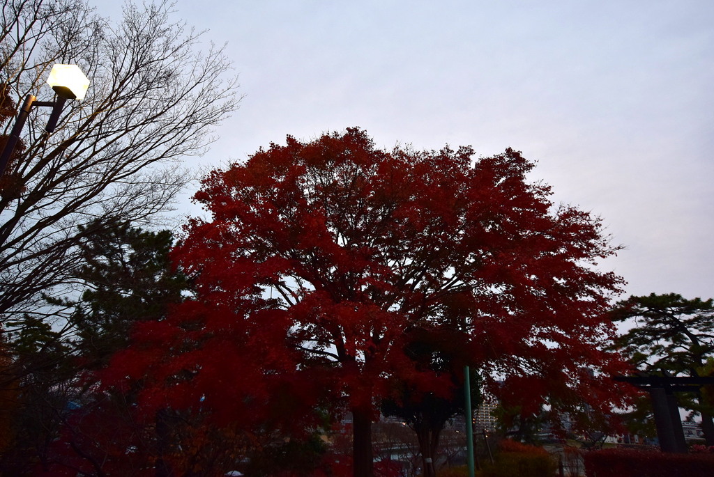 紅葉