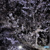 “平成最後”の夜桜