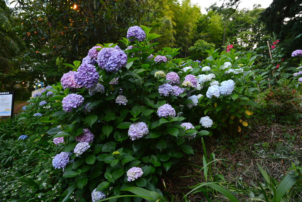 紫陽花