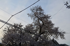 電線が引っかかった桜「染井吉野」