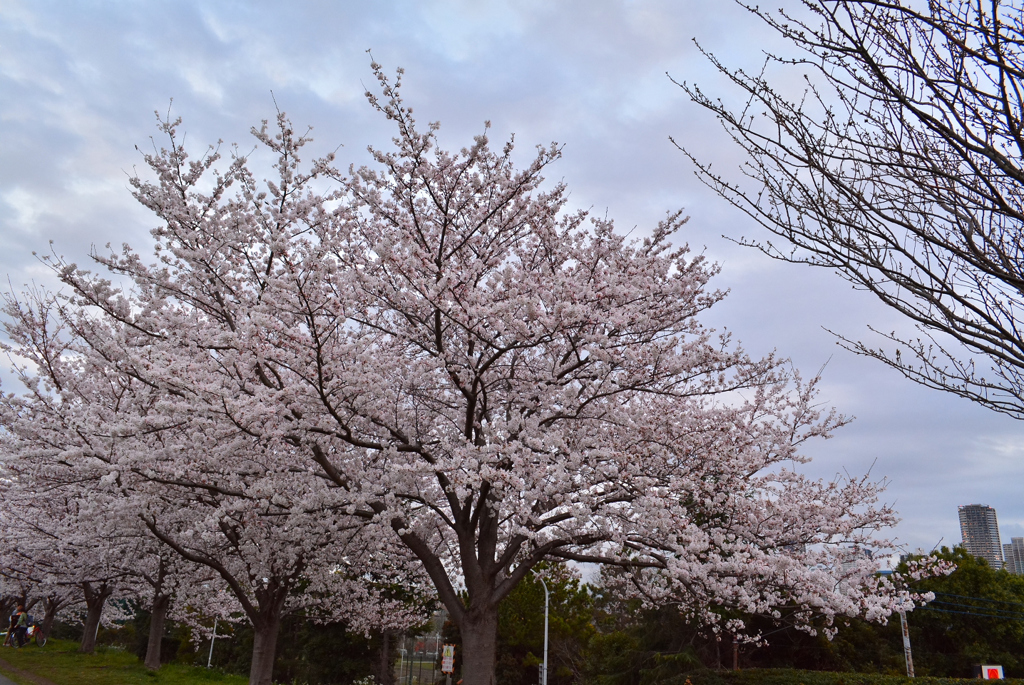 春の桜だ