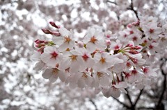 そうだ！桜