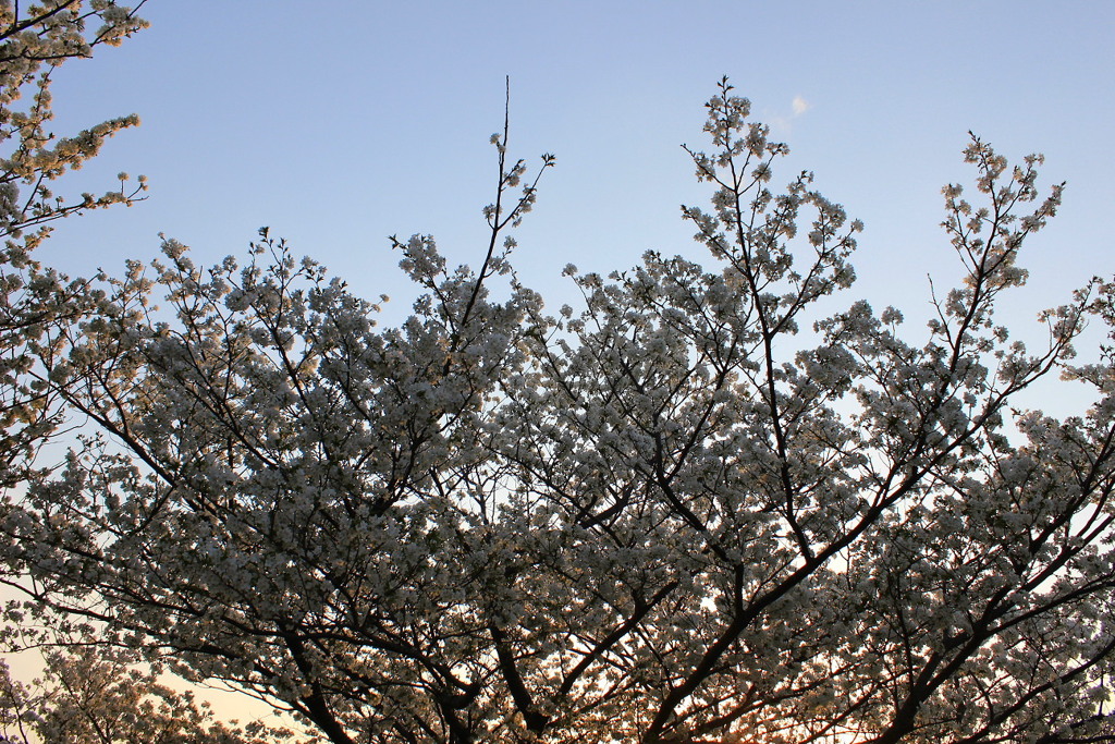 夕方の桜