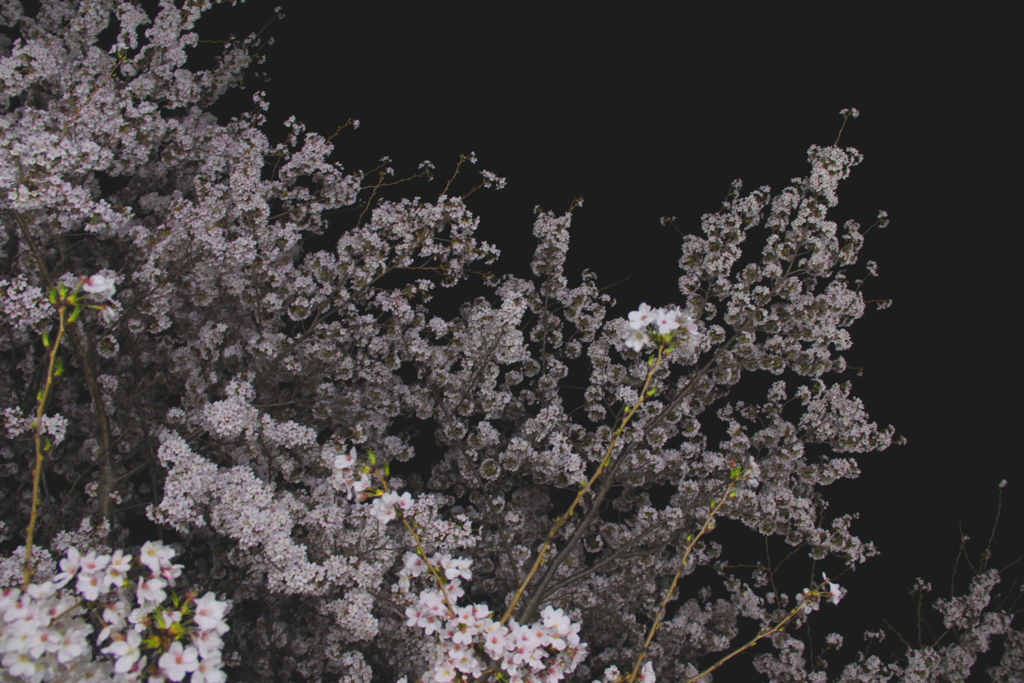 「夜の桜」