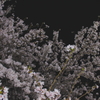「夜の桜」