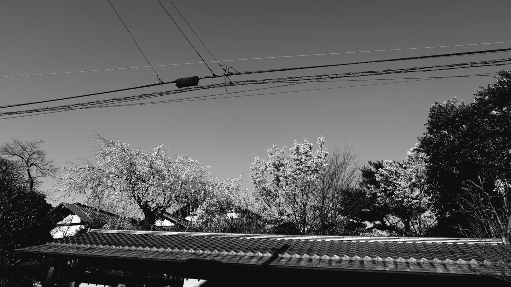 モノトーンな桜