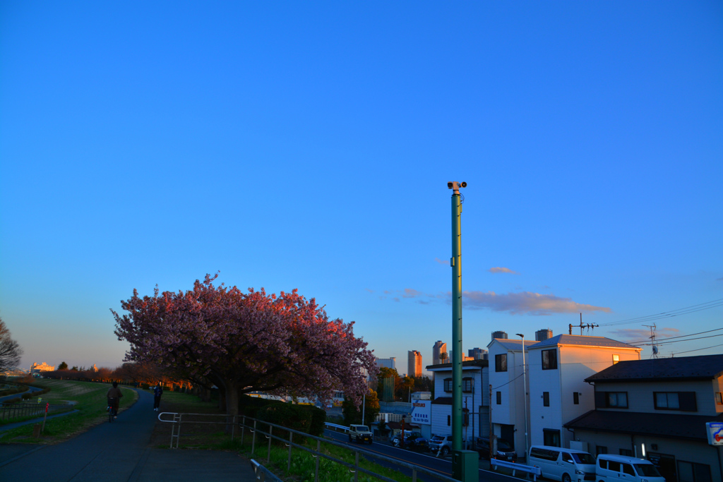 河津桜のビビッド