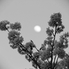 桜とお月様 トイカメラ モノクロ 