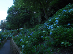 紫陽花の道
