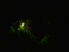 楓