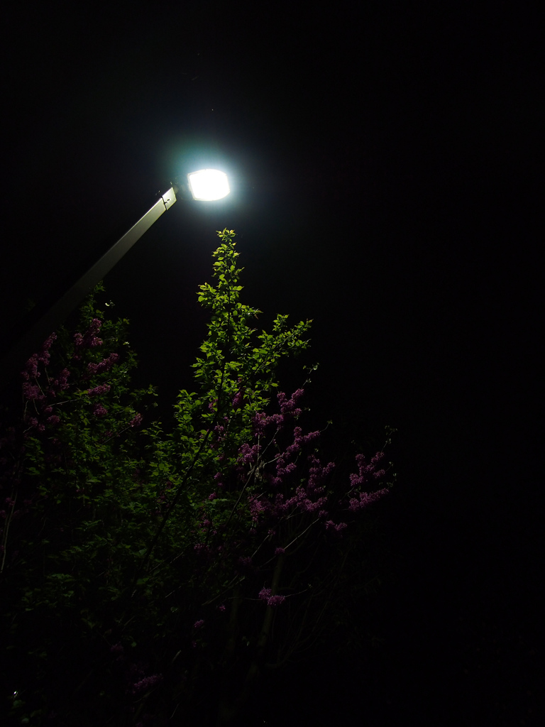 外灯ライトアップと桜