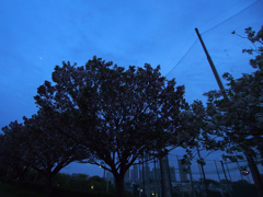 青い雲と八重桜