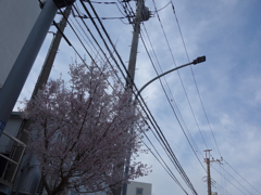 ミニ桜