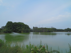 夏の等々力緑地