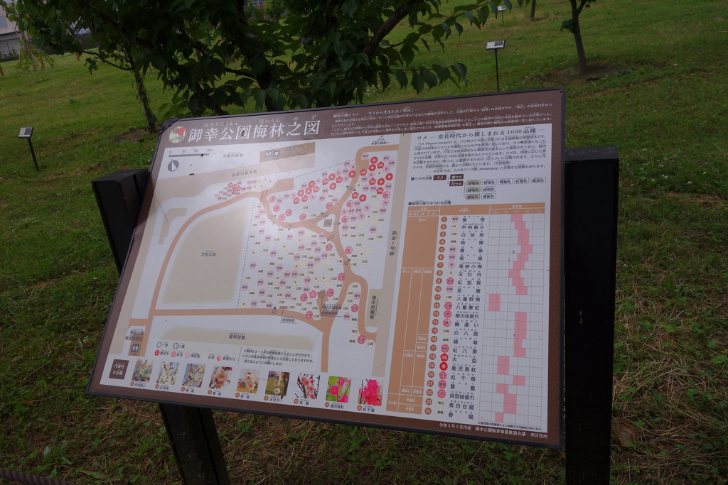 御幸公園梅林之図