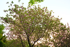 葉っぱが生えた八重桜