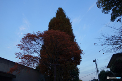 多摩川台公園の紅葉