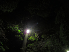 秋の楓「外灯」