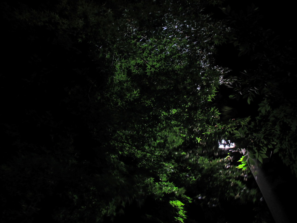 夜の初夏の森