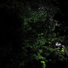 夜の初夏の森