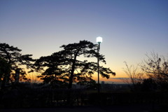 松の木の日没