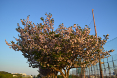 夕日の八重桜だ