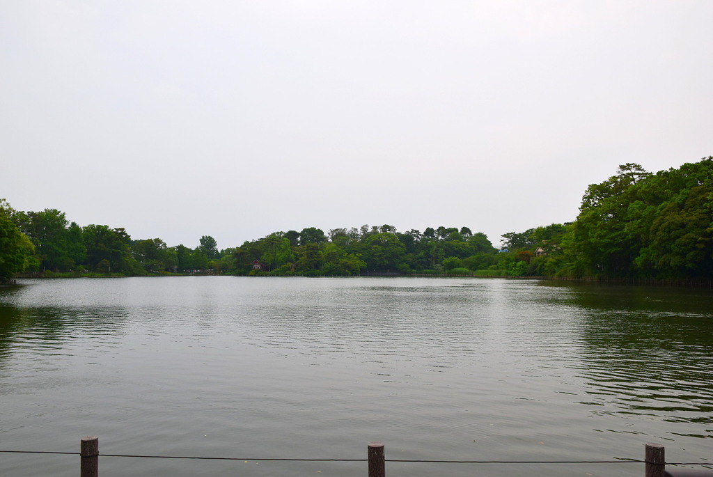 “湖に見える”洗足池