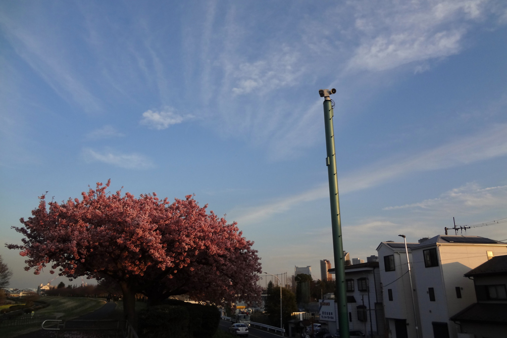 河津桜とITSCOMのライブカメラ