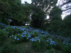 森と紫陽花