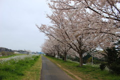 桜の道へ。