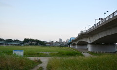 丸子橋付近の草