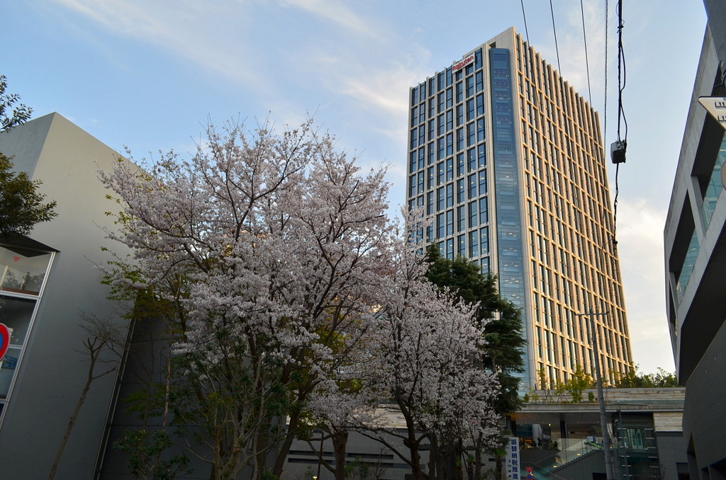 二子玉川楽天ビルの桜