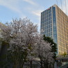 二子玉川楽天ビルの桜