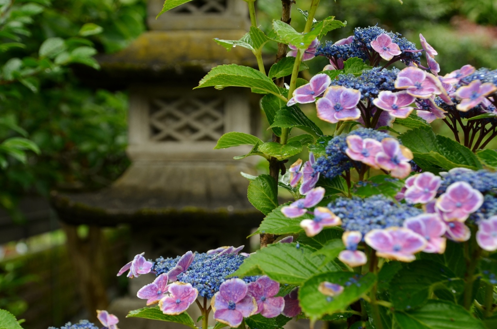 紫陽花