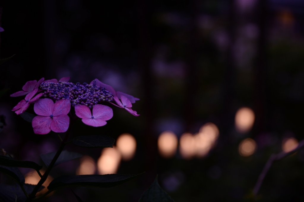 紫陽花　益子①