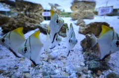 大洗水族館