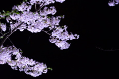 夜桜