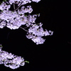 夜桜