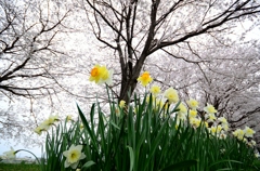 桜