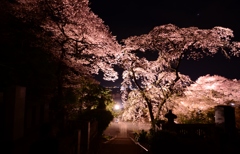 夜桜