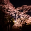 夜桜