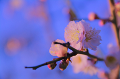 春の芽生え