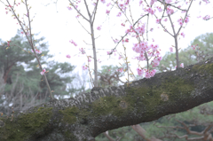 芽生え途中