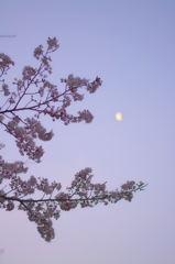 明け月と桜