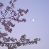 明け月と桜