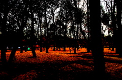 公園①