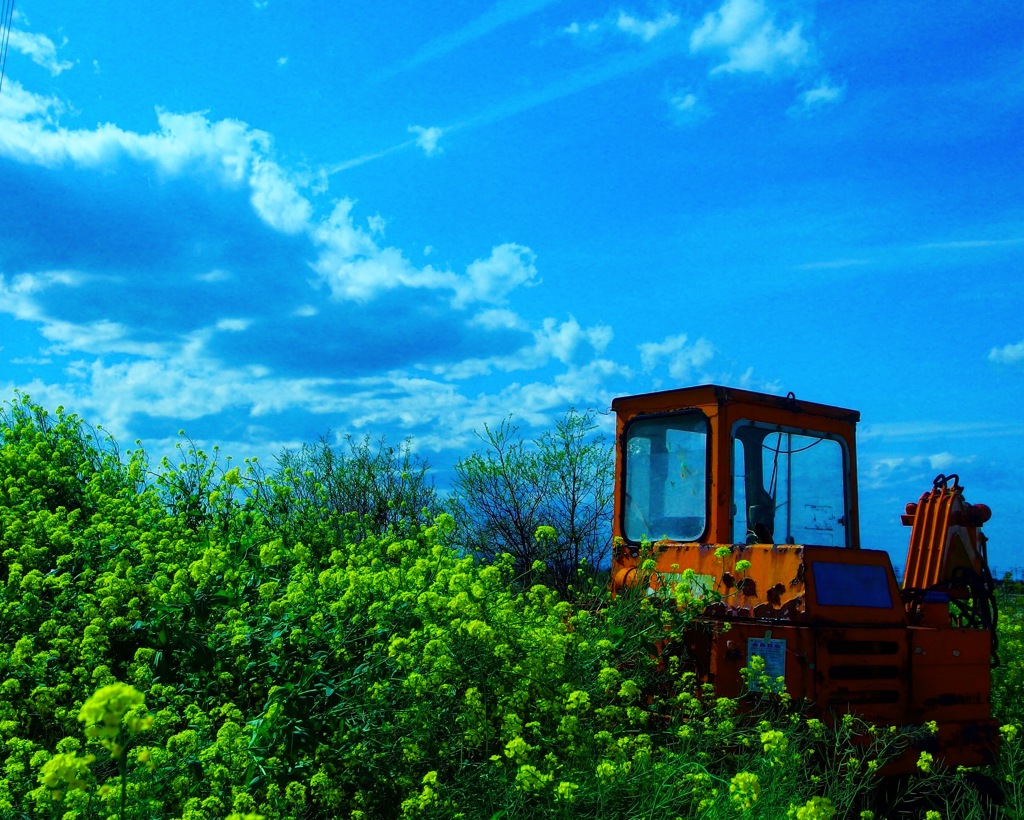 菜の花と、ショベルカー